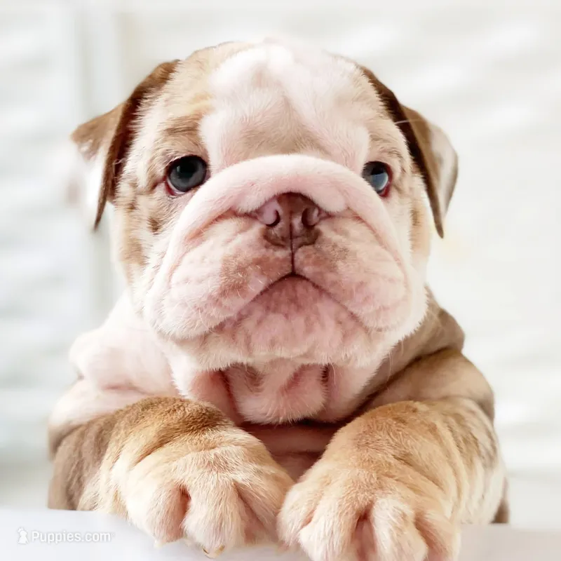 David – English Bulldog puppy for sale in Spencerport, NY