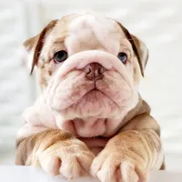David, a male English Bulldog for sale in Spencerport, NY – 2 of 10