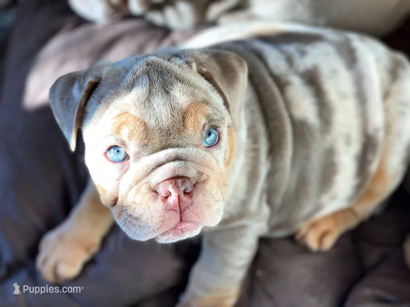 Enid – English Bulldog puppy for sale in Spencerport, NY