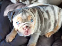Enid, a female English Bulldog for sale in Spencerport, NY – 1 of 5