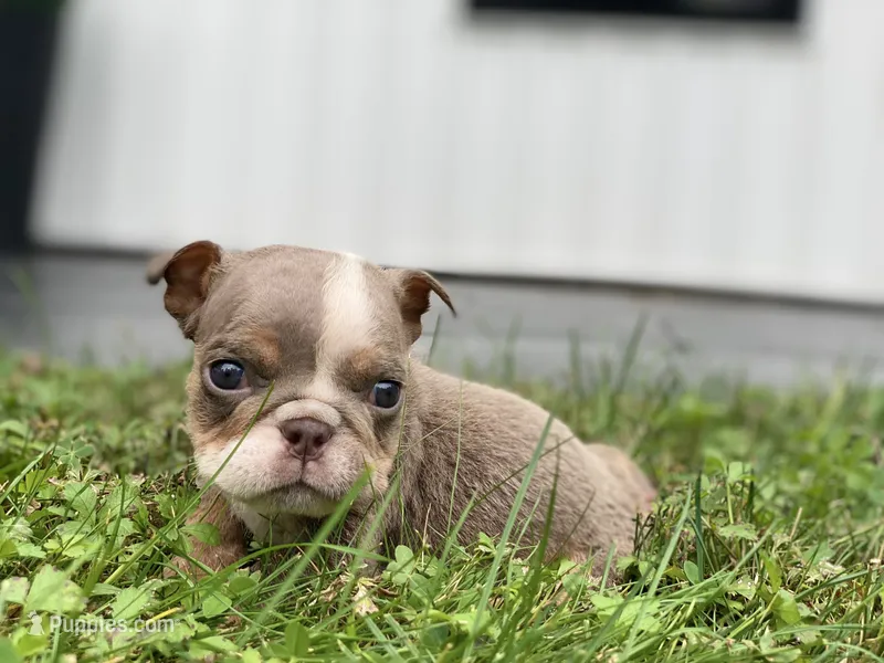 Snowball - SPECIAL NEEDS – English Bulldog puppy for sale in Spencerport, NY