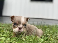 Snowball - SPECIAL NEEDS, a female English Bulldog for sale in Spencerport, NY – 1 of 2