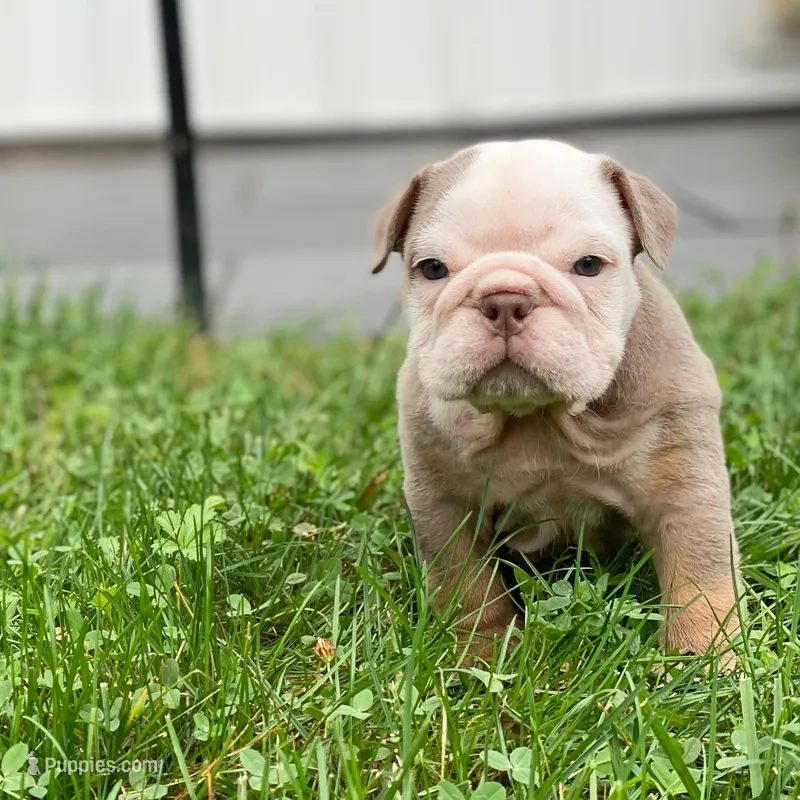 Snow – English Bulldog puppy for sale in Spencerport, NY