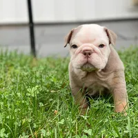 Snow, a male English Bulldog for sale in Spencerport, NY – 1 of 3