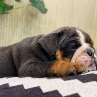 Hugs, a female English Bulldog for sale in Spencerport, NY – Photo 9 of 10