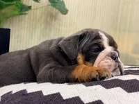 Hugs, a female English Bulldog for sale in Spencerport, NY – Photo 9 of 9