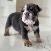 Hugs, a female English Bulldog for sale in Spencerport, NY – Photo 8 of 10