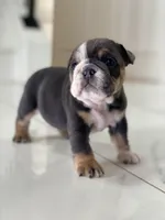 Hugs, a female English Bulldog for sale in Spencerport, NY – Photo 8 of 9