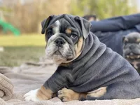 Hugs, a female English Bulldog for sale in Spencerport, NY – Photo 10 of 10