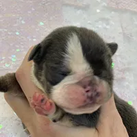 Hugs, a female English Bulldog for sale in Spencerport, NY – Photo 6 of 10