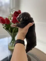 Hugs, a female English Bulldog for sale in Spencerport, NY – Photo 6 of 9