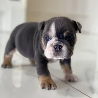 Hugs, a female English Bulldog for sale in Spencerport, NY – Photo 4 of 10