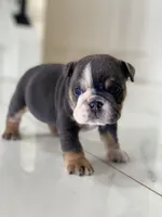 Hugs, a female English Bulldog for sale in Spencerport, NY – Photo 2 of 9