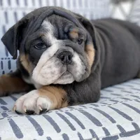 Hugs, a female English Bulldog for sale in Spencerport, NY – Photo 2 of 10