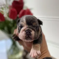 Hugs, a female English Bulldog for sale in Spencerport, NY – Photo 5 of 10