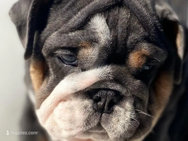 Hugs – English Bulldog puppy for sale in Spencerport, NY