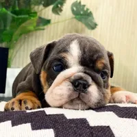 Hugs, a female English Bulldog for sale in Spencerport, NY – Photo 3 of 10