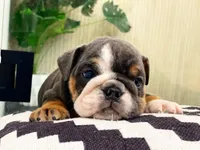 Hugs, a female English Bulldog for sale in Spencerport, NY – Photo 1 of 9