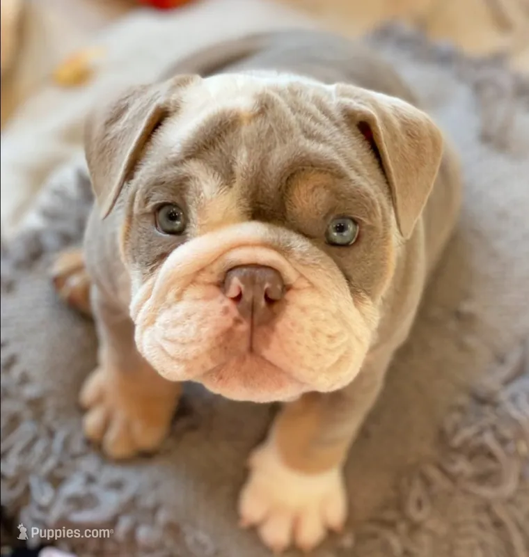Dicky – English Bulldog puppy for sale in Spencerport, NY