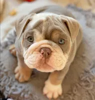 Dicky, a male English Bulldog for sale in Spencerport, NY – 1 of 7