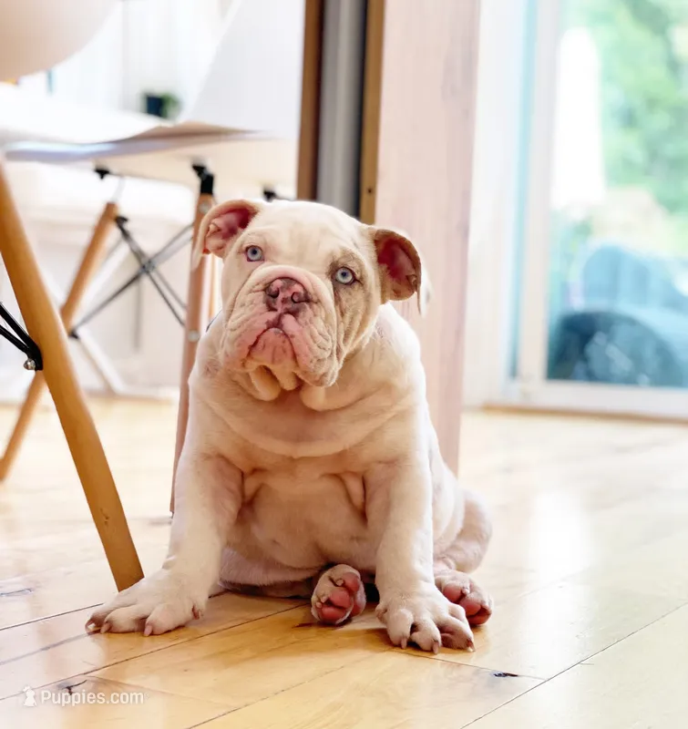 Dallas – English Bulldog puppy for sale in Spencerport, NY
