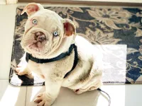 Dallas, a male English Bulldog for sale in Spencerport, NY – 9 of 10