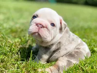 Daisy, a female English Bulldog for sale in Spencerport, NY – 7 of 10