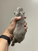 Squishy Paws, a male English Bulldog for sale in Spencerport, NY – 2 of 3