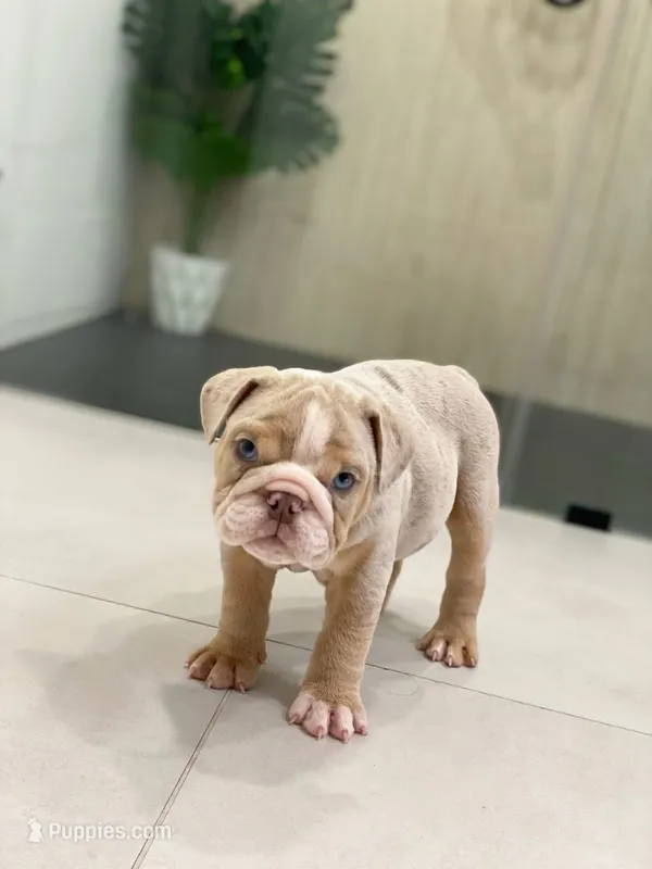 Ricky – English Bulldog puppy for sale in Spencerport, NY