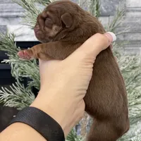 Robin, a male English Bulldog for sale in Spencerport, NY – Photo 5 of 9