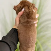 Robin, a male English Bulldog for sale in Spencerport, NY – Photo 7 of 9