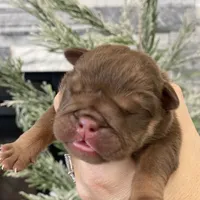 Robin, a male English Bulldog for sale in Spencerport, NY – Photo 3 of 9