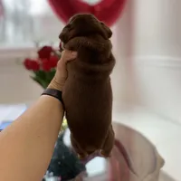 Robin, a male English Bulldog for sale in Spencerport, NY – Photo 8 of 9