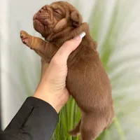 Robin, a male English Bulldog for sale in Spencerport, NY – Photo 6 of 9