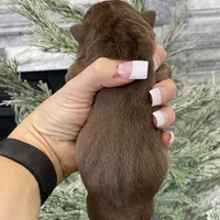 Robin, a male English Bulldog for sale in Spencerport, NY – Photo 4 of 9