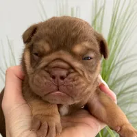 Robin, a male English Bulldog for sale in Spencerport, NY – Photo 2 of 9