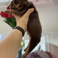 Robin, a male English Bulldog for sale in Spencerport, NY – Photo 9 of 9