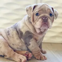ENGRID, a female English Bulldog for sale in Spencerport, NY – 1 of 3