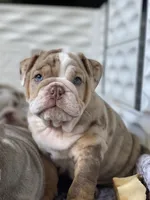 Ernest, a male English Bulldog for sale in Spencerport, NY – 3 of 6