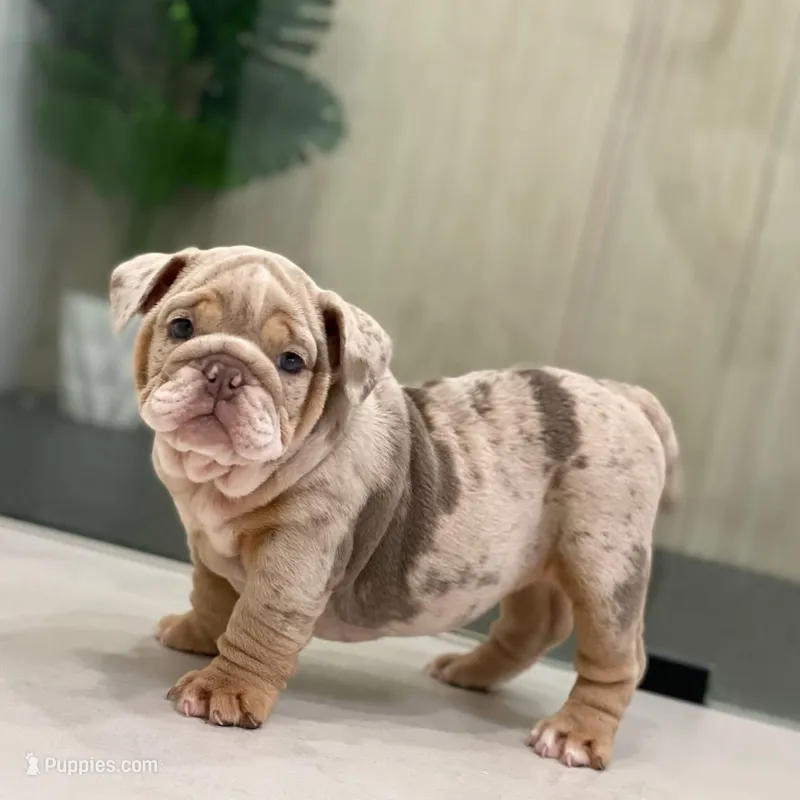 ENGRID – English Bulldog puppy for sale in Spencerport, NY