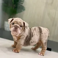 ENGRID, a female English Bulldog for sale in Spencerport, NY – 2 of 3