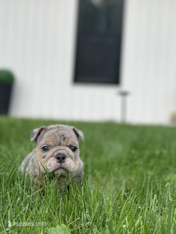 Dawn – English Bulldog puppy for sale in Spencerport, NY