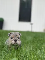 Dawn, a female English Bulldog for sale in Spencerport, NY – 1 of 5
