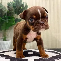 💋Smooches💋 - Cleft Palate, a male English Bulldog for sale in Spencerport, NY – Photo 2 of 10