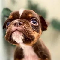 💋Smooches💋 - Cleft Palate, a male English Bulldog for sale in Spencerport, NY – Photo 7 of 10