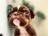 💋Smooches💋 - Cleft Palate, a male English Bulldog for sale in Spencerport, NY – Photo 8 of 10