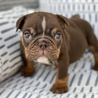 💋Smooches💋 - Cleft Palate, a male English Bulldog for sale in Spencerport, NY – Photo 1 of 10