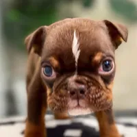 💋Smooches💋 - Cleft Palate, a male English Bulldog for sale in Spencerport, NY – Photo 6 of 10