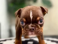 💋Smooches💋 - Cleft Palate, a male English Bulldog for sale in Spencerport, NY – Photo 7 of 10