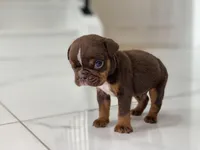 💋Smooches💋 - Cleft Palate, a male English Bulldog for sale in Spencerport, NY – Photo 3 of 10